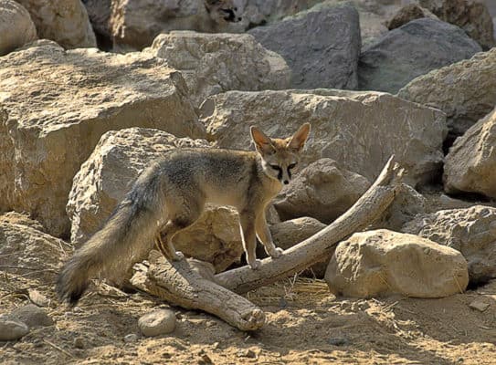 Fox Animal Facts - Vulpes - A-Z Animals