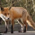 A Fox standing.