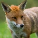 A close-up of a Fox.