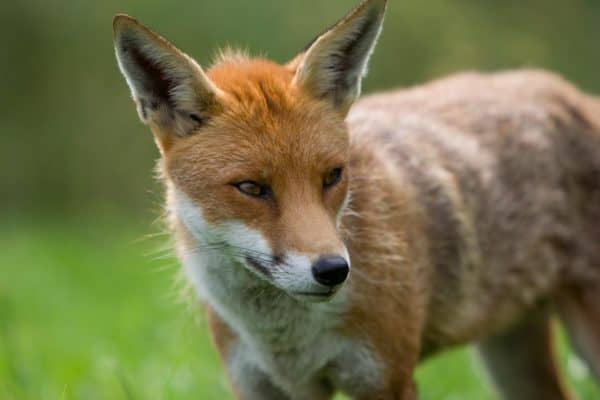 A close-up of a Fox.
