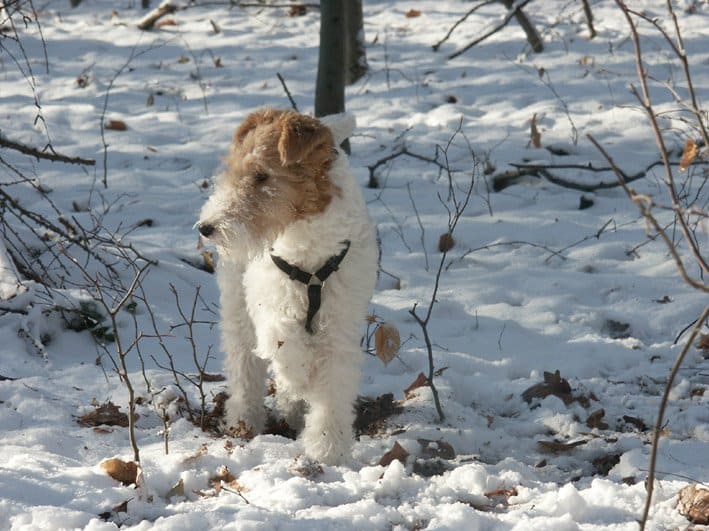 Fox terrier in the snow