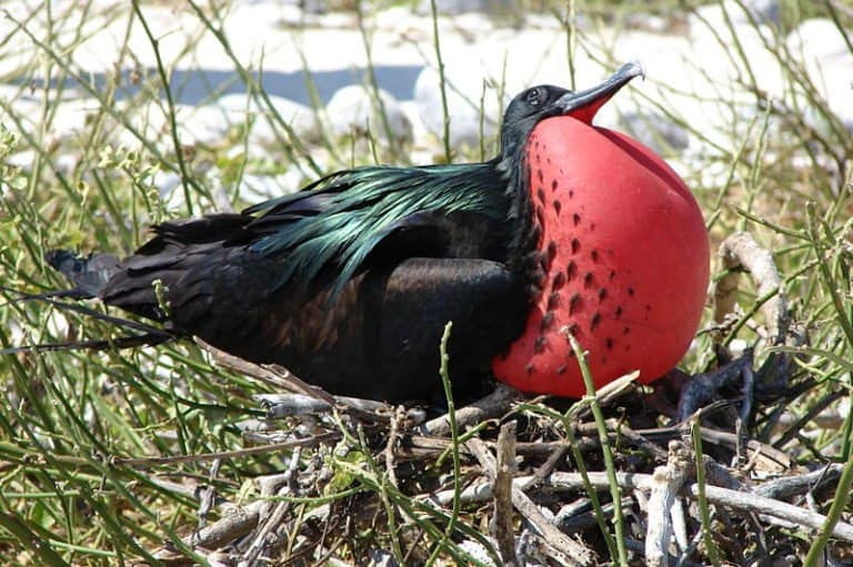 Male frigatebird with red chest