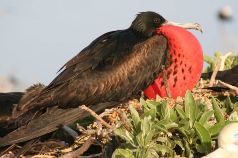 Profile of male frigratebird with red puffy chest