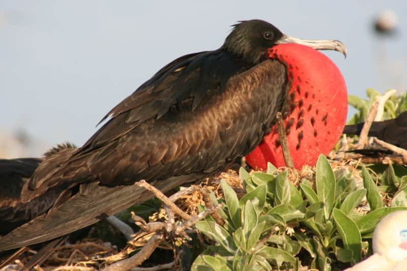 red breasted frigate bird