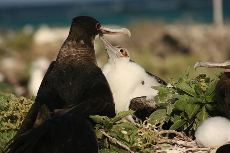 Great Frigatebird chick begging for food from its mother