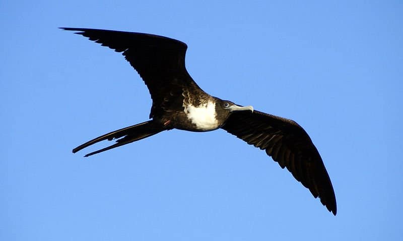 Frigatebird in flight showing its massive wingspan