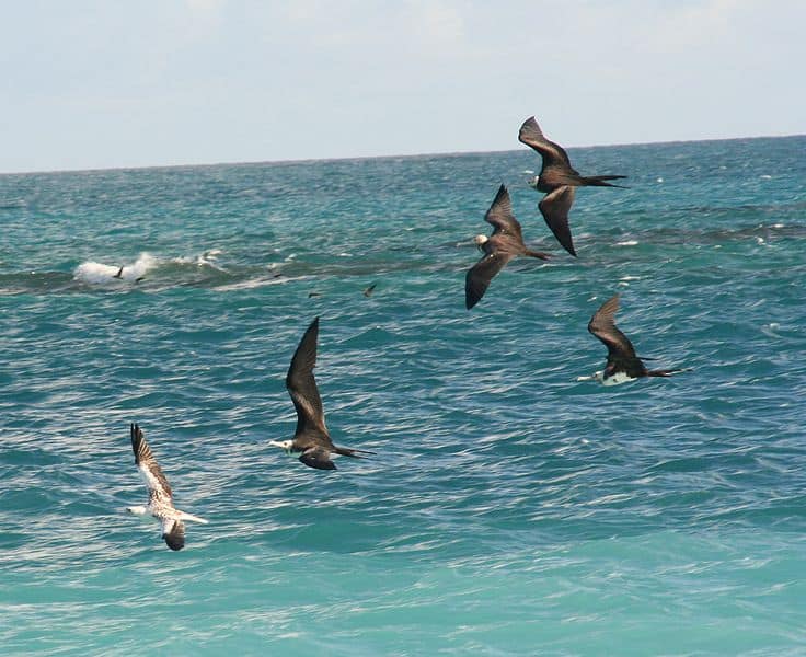 Frégates volant de la nourriture à d'autres oiseaux marins