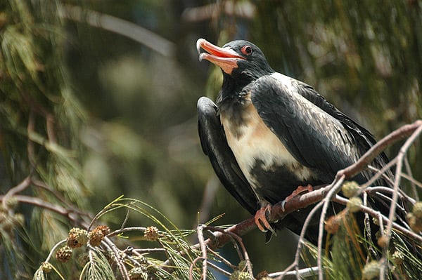 Lesser frigatebird in western Australia