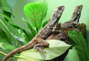 Are Frilled Lizards Dangerous? - A-Z Animals