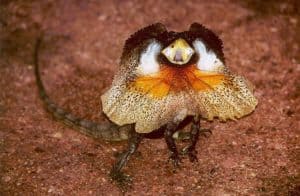 Are Frilled Lizards Dangerous? Picture