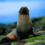 Eared seals