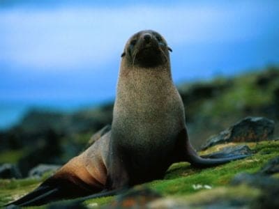 A Fur Seal