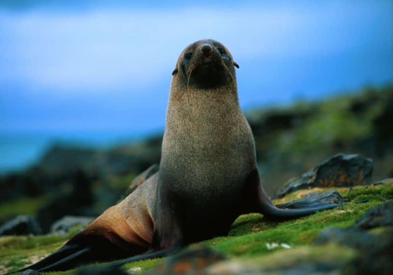 Seals: Diet, habitat, behaviour, and conservation