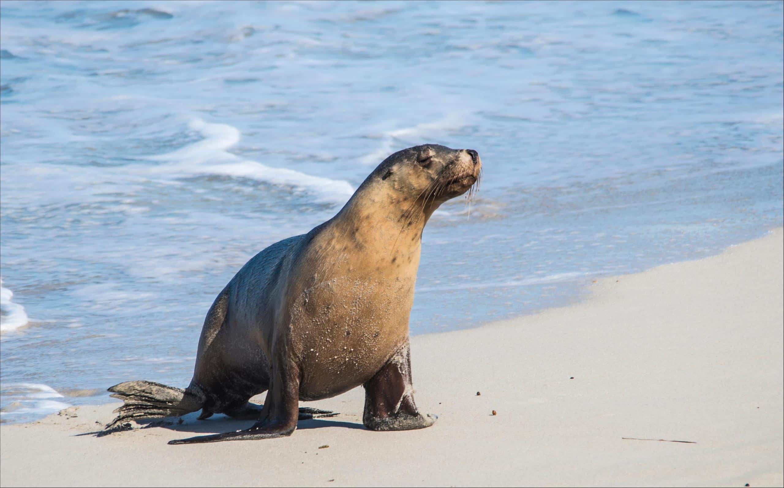 do seals animal age fast