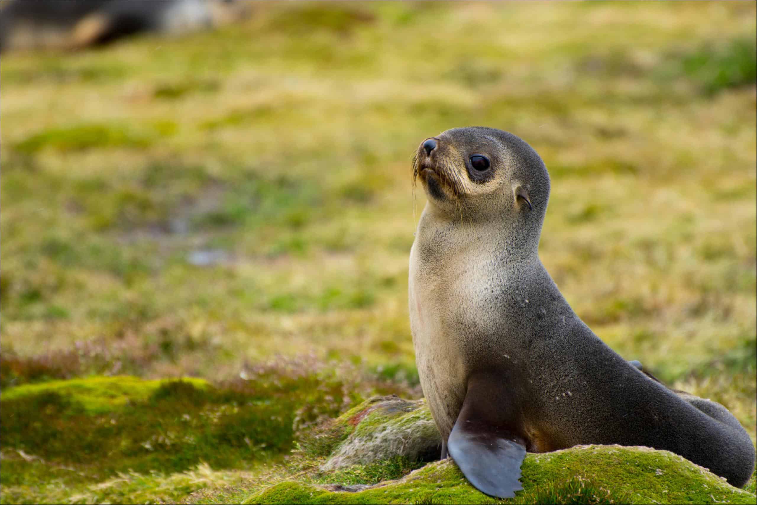 Fur Seal Animal Facts | Arctocephalinae - AZ Animals