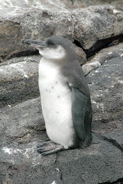 Galapagos penguin baby