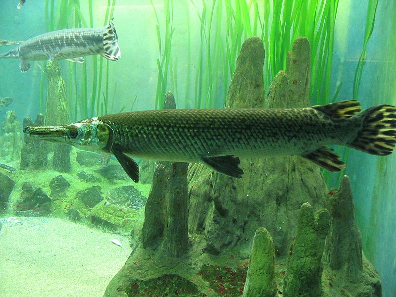 Gar Fish Facts  Lepisosteidae - A-Z Animals