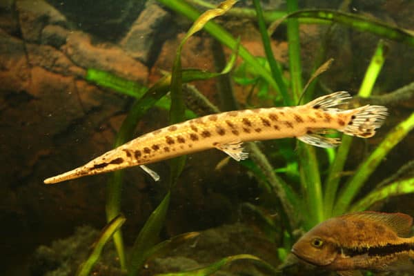 Gar Fish Facts | Lepisosteidae | AZ Animals