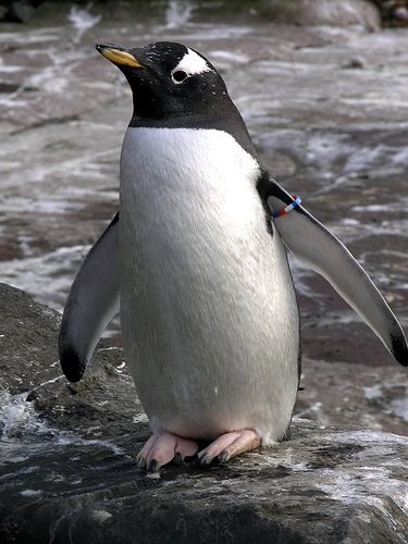 Gentoo Penguin standing on rocks