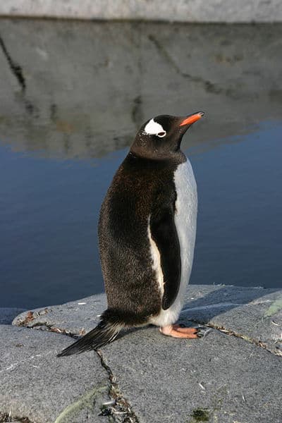 Gentoo Penguin standing on rock