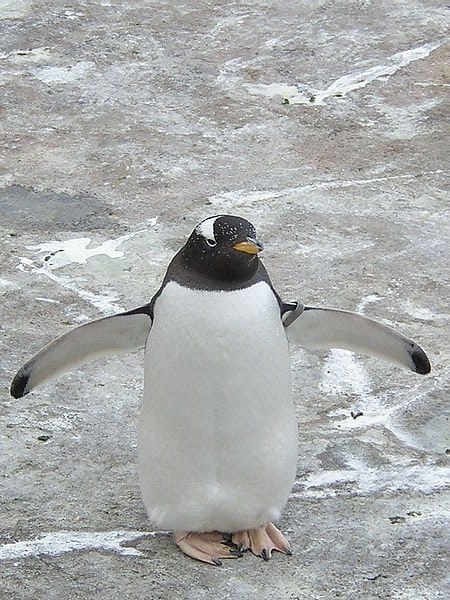 Gentoo Penguin on icy rock