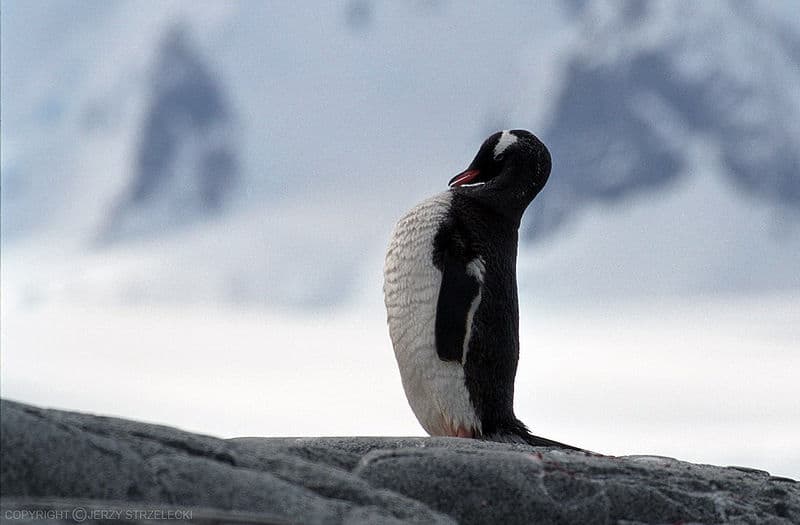 Gentoo Penguin in the Arctic