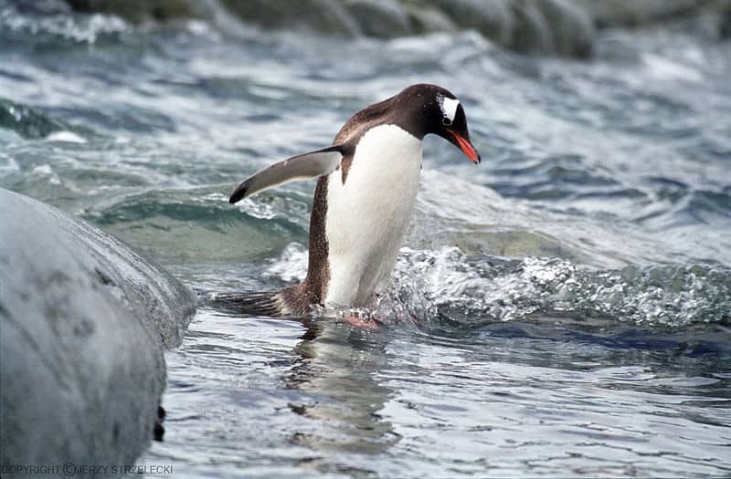 Gentoo Penguin going into the sea