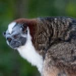 Geoffroy's tamarin