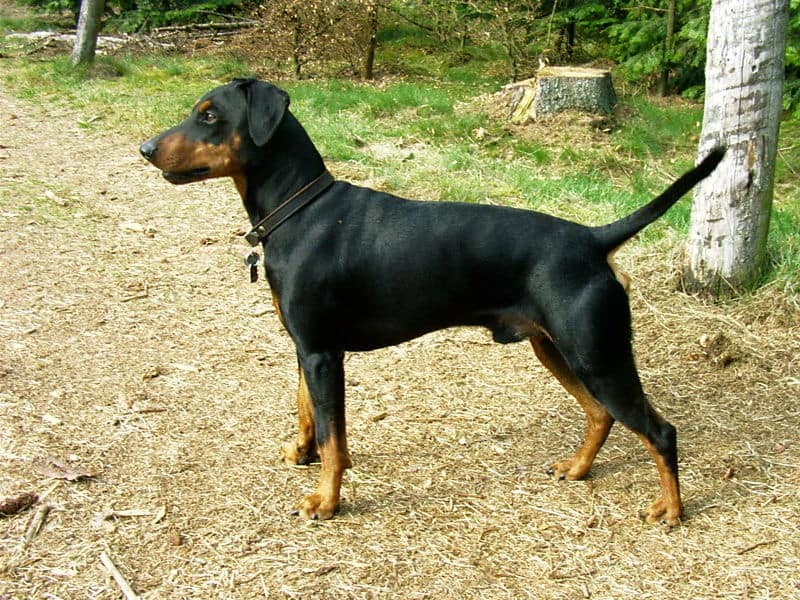 German pinscher, a powerful, loyal dog protective of its family