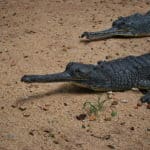 Gharial