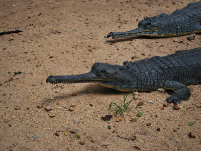 Gharial Picture