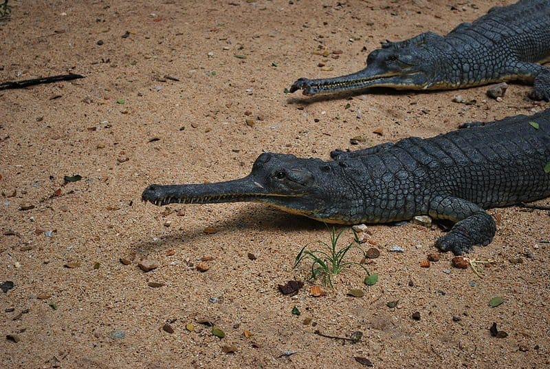 Gharial Attack