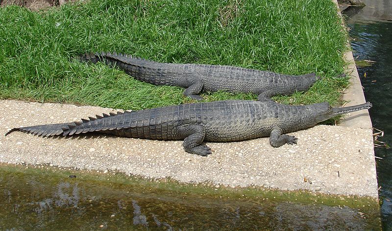 Giant Gharial