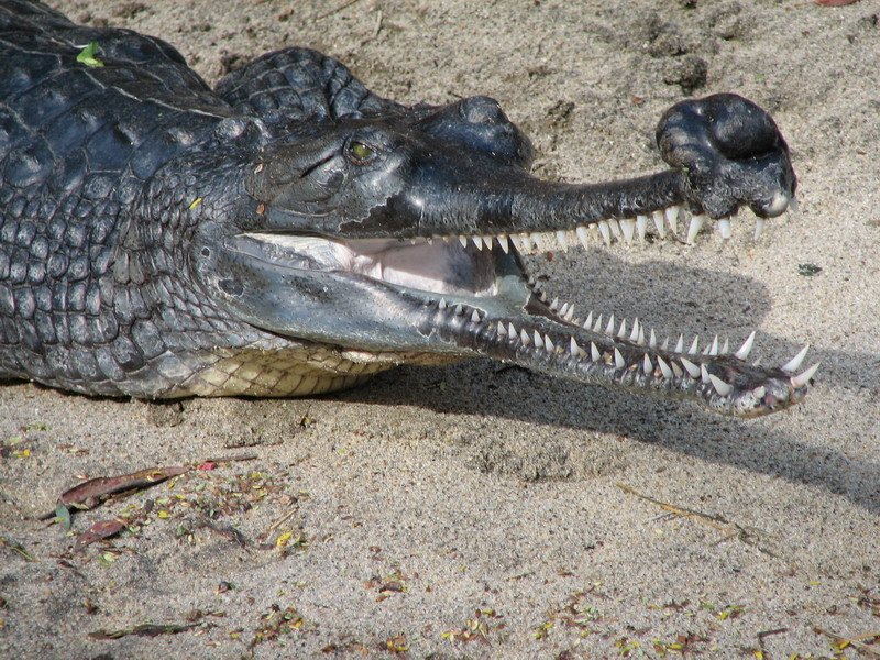 Alligator vs. Crocodile vs. Caiman vs. Gharial: What are the ...