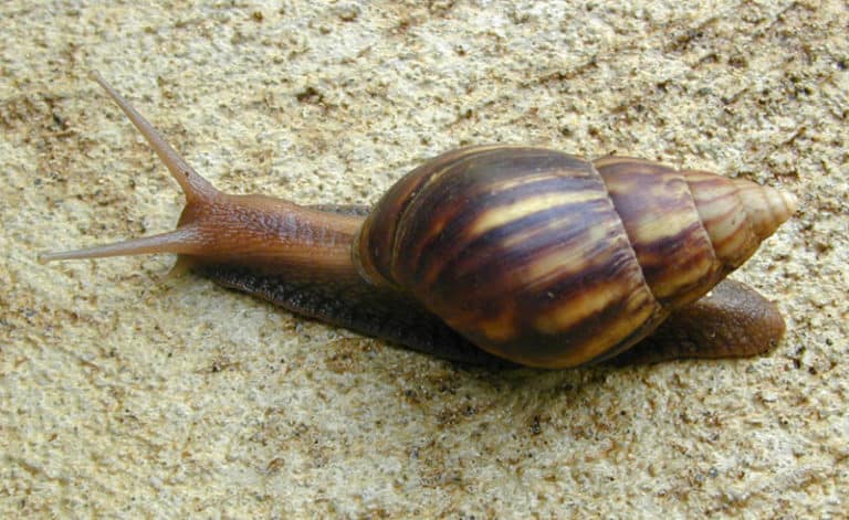 Giant African Snail (Achatina (Lissachatina) fulica Bowdich) photographed August 4, 2001 crossing concrete patio in Kāne'ohe, O'ahu, Hawai'i by Eric Guinther