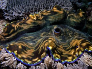 Discover the Largest Clam Ever Found Picture