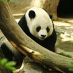 Giant panda