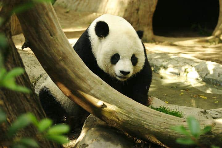 Giant Panda Bear Animal Facts | Ailuropoda melanoleuca - AZ Animals