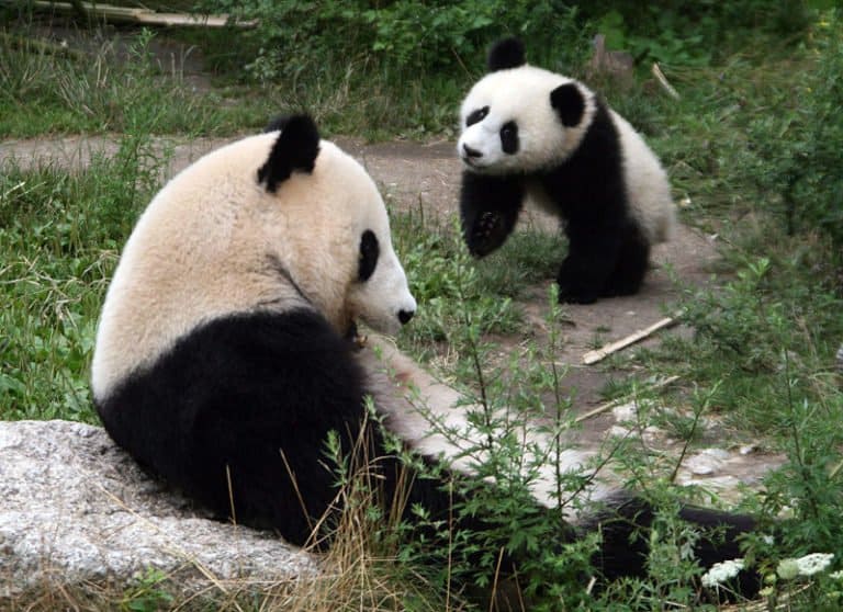 Giant Panda (female adult and young bear of 10 months) at the Tiergarten Schönbrunn in Vienna