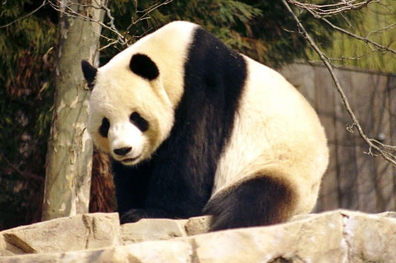 Giant Panda Bear Animal Facts | Ailuropoda melanoleuca - AZ Animals