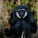 Gibbons