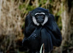 Gibbon photo