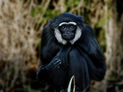 Gibbon Picture