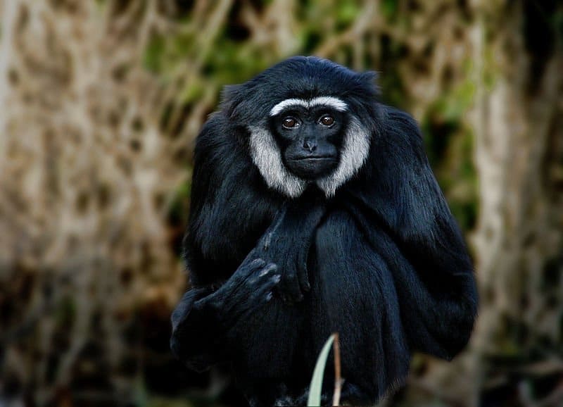 What Do Apes eat? - Portrait of Gibbon sitting