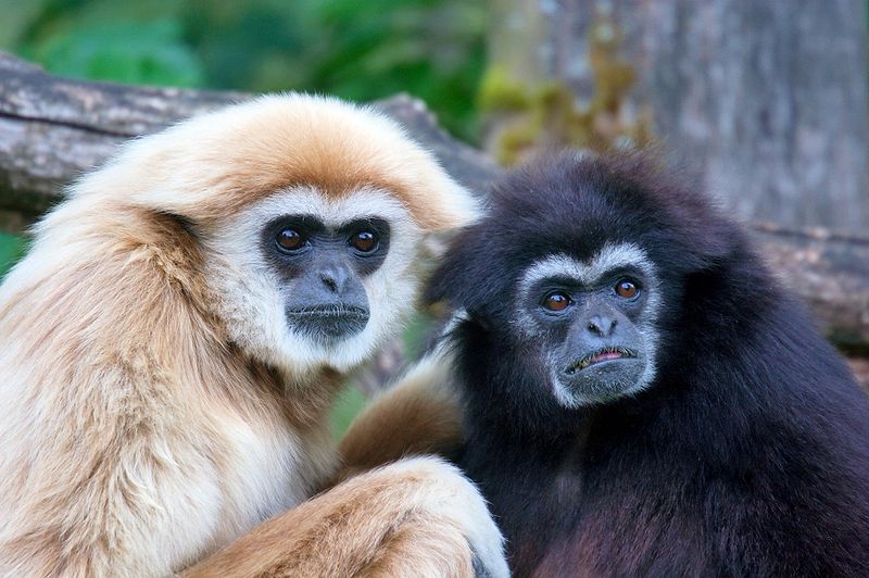 gibbon walking