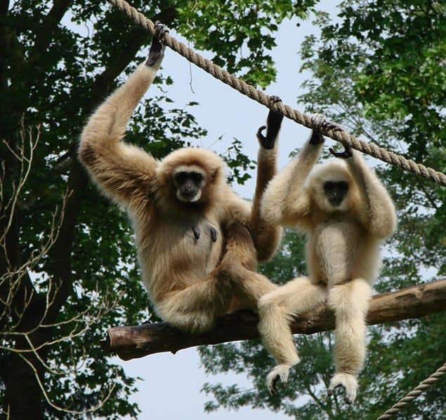 Two Gibbons sitting in a tree