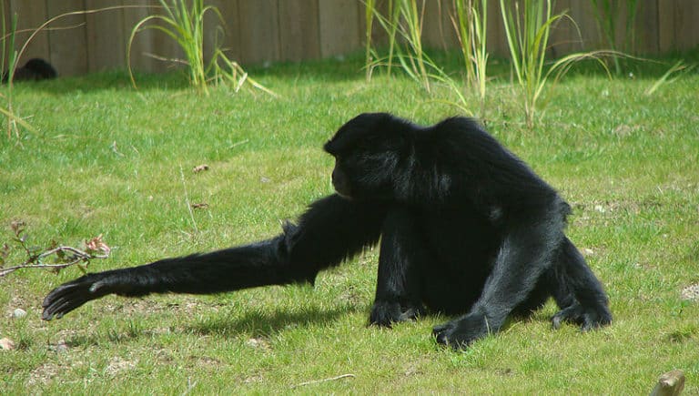 A Gibbon sitting on grass