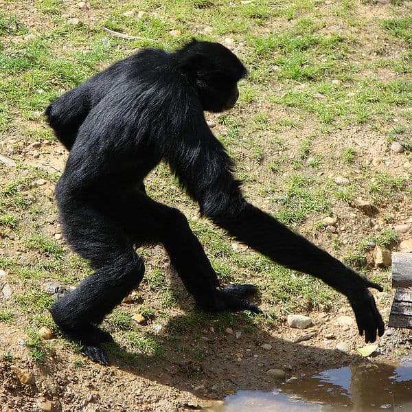 A Gibbon walking upright