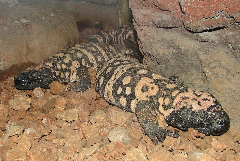 Gila Monsters (Heloderma suspectum)