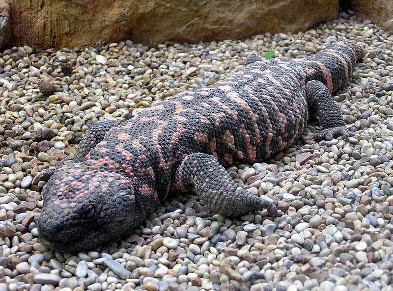 Gila (pronounced "Heela") monster Heloderma s. suspectum at Bristol Zoo, Bristol, England. Photographed by Adrian Pingstone in May 2005 and released to the public domain.